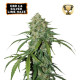 CBD 1:1 Silver Lime Haze Auto (3 semena), Seedstockers