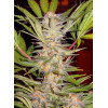 Sweet Afgani Delicious S.A.D. Fast Version (3 semena + 1 gratis), Sweet Seeds