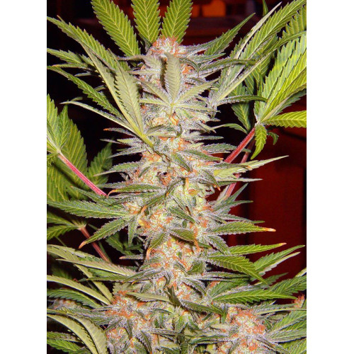 Sweet Afgani Delicious S.A.D. Fast Version (3 semena + 1 gratis), Sweet Seeds