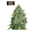 Super Skunk Feminized (5 semen), Seed Stockers