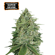 Super Skunk Feminized (5 semen), Seed Stockers