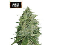 Super Skunk Auto (5 semen), Seed Stockers