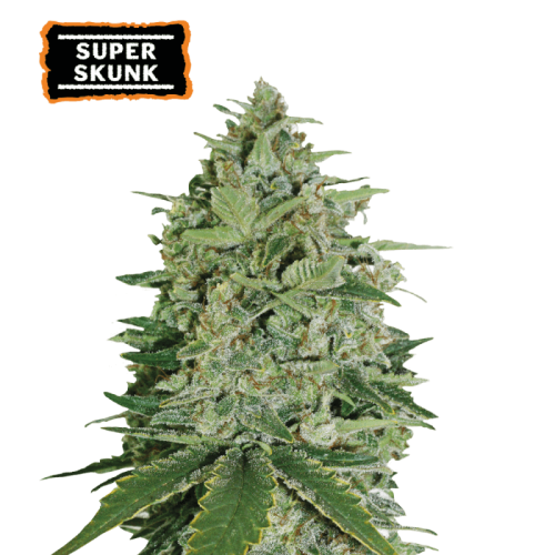 Super Skunk Feminized (5 semen), Seed Stockers