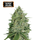 Super Skunk Feminized (5 semen), Seed Stockers