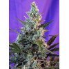 Sweet Skunk F1 Fast Version (3 semena + 1 gratis), Sweet Seeds