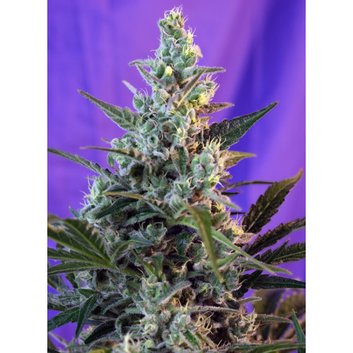 Sweet Skunk F1 Fast Version (3 semena + 1 gratis), Sweet Seeds