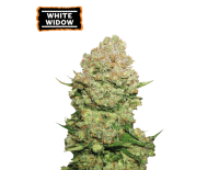 White Widow Auto (5 semen), Seed Stockers