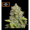 CBD Critical XXL Auto (5 semen), Seedstockers