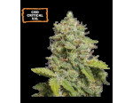 CBD Critical XXL Auto (5 semen), Seedstockers