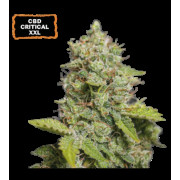 CBD Critical XXL Auto (5 semen), Seedstockers