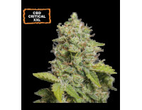 CBD Critical XXL Auto (5 semen), Seedstockers
