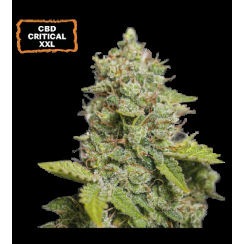 CBD Critical XXL Auto (5 semen), Seedstockers