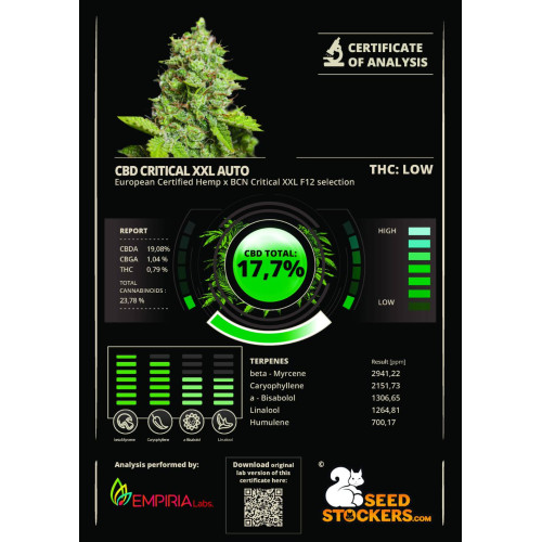 CBD Critical XXL Auto (5 semen), Seedstockers