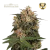 Blackberry Gum Fem (5 semen), Seedstockers