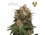 Blackberry Gum Fem (5 semen), Seedstockers