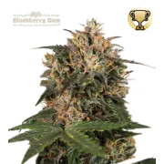 Blackberry Gum Fem (5 semen), Seedstockers