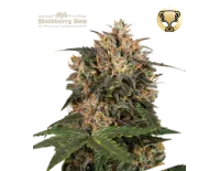 Blackberry Gum Fem (5 semen), Seedstockers
