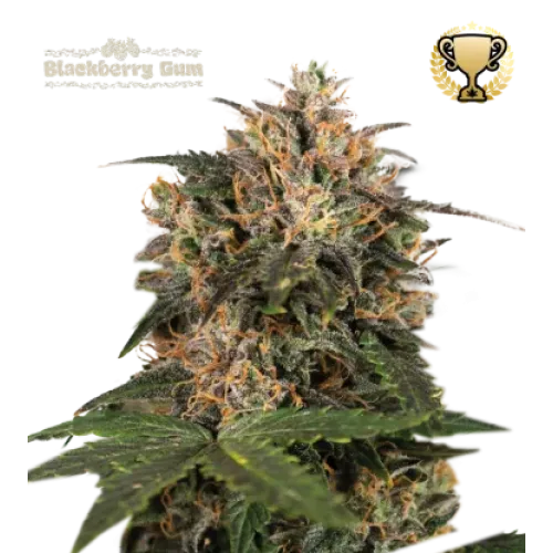 Blackberry Gum Fem (5 semen), Seedstockers
