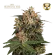 Blackberry Gum Fem (5 semen), Seedstockers