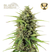 Black Rainbow Auto (5 semen), Seedstockers