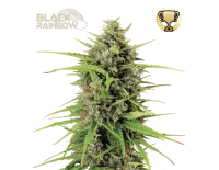 Black Rainbow Auto (5 semen), Seedstockers