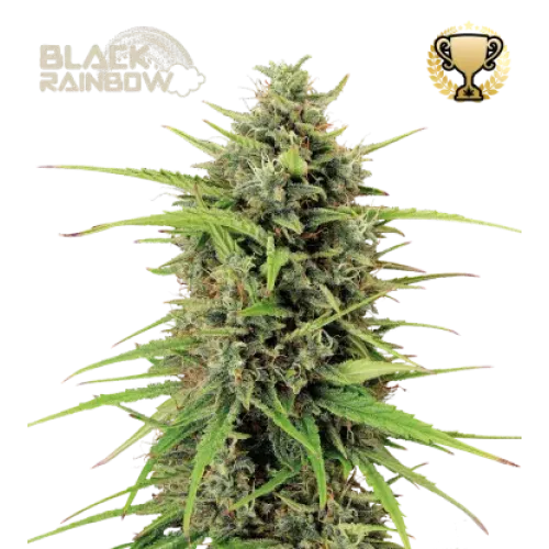 Black Rainbow Auto (5 semen), Seedstockers