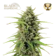 Black Rainbow Auto (5 semen), Seedstockers