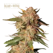 Blue Moby Auto (5 semen), Seedstockers