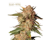 Blue Moby Auto (5 semen), Seedstockers