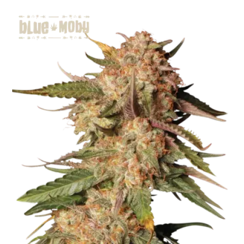 Blue Moby Auto (5 semen), Seedstockers