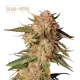 Blue Moby Auto (5 semen), Seedstockers