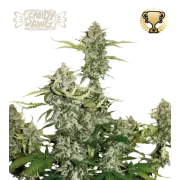 Candy Dawg Auto (5 semen), Seedstockers