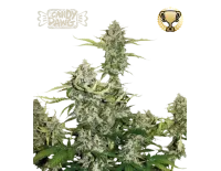 Candy Dawg Auto (5 semen), Seedstockers