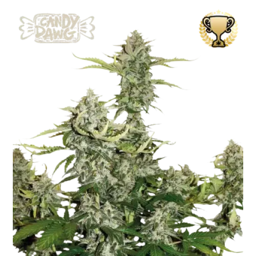 Candy Dawg Auto (5 semen), Seedstockers