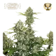 Candy Dawg Auto (5 semen), Seedstockers