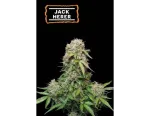 Jack Herer Auto (5 semen), Seedstockers