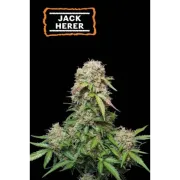 Jack Herer Auto (5 semen), Seedstockers