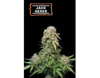 Jack Herer Auto (5 semen), Seedstockers