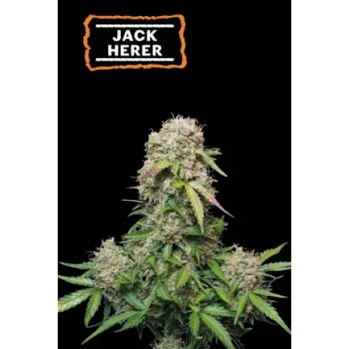 Jack Herer Auto (5 semen), Seedstockers