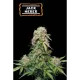 Jack Herer Auto (5 semen), Seedstockers