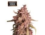 Purple Punch Auto (5 semen), Seedstockers