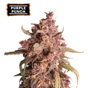 Purple Punch Auto (5 semen), Seedstockers