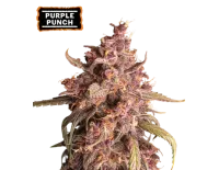 Purple Punch Auto (5 semen), Seedstockers