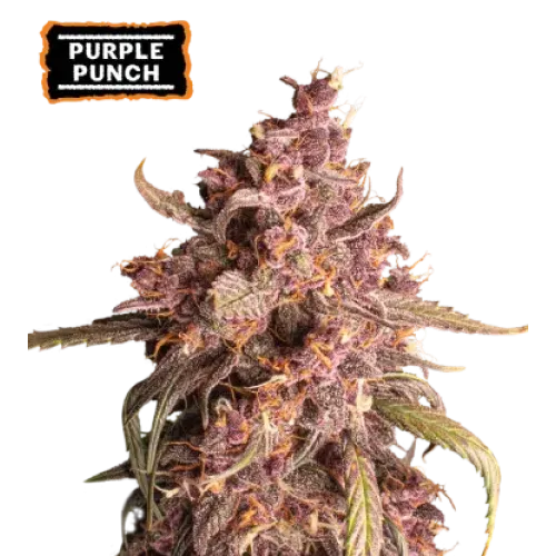 Purple Punch Auto (5 semen), Seedstockers