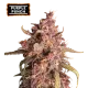 Purple Punch Auto (5 semen), Seedstockers