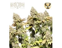 Rucu Cucu OG Auto (5 semen), Seedstockers