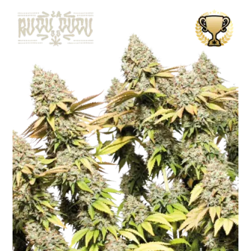 Rucu Cucu OG Auto (5 semen), Seedstockers