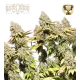 Rucu Cucu OG Auto (5 semen), Seedstockers