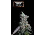 Sour Diesel Auto (5 semen), Seedstockers