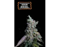 Sour Diesel Auto (5 semen), Seedstockers
